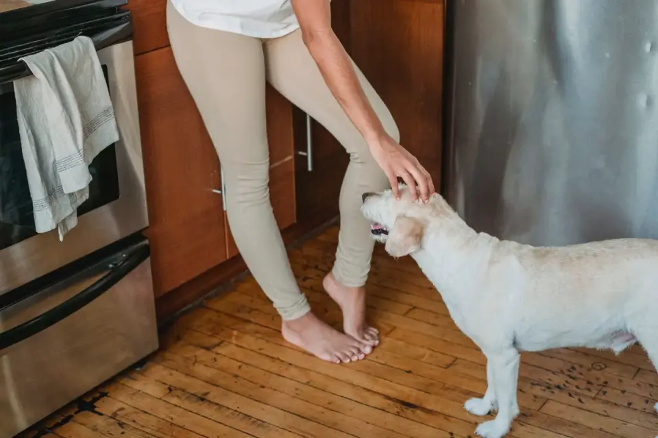 Dog in a kitchen with an owner