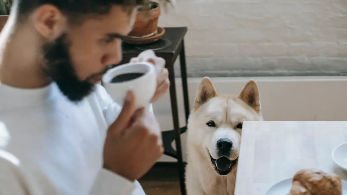Dog in a kitchen with an owner