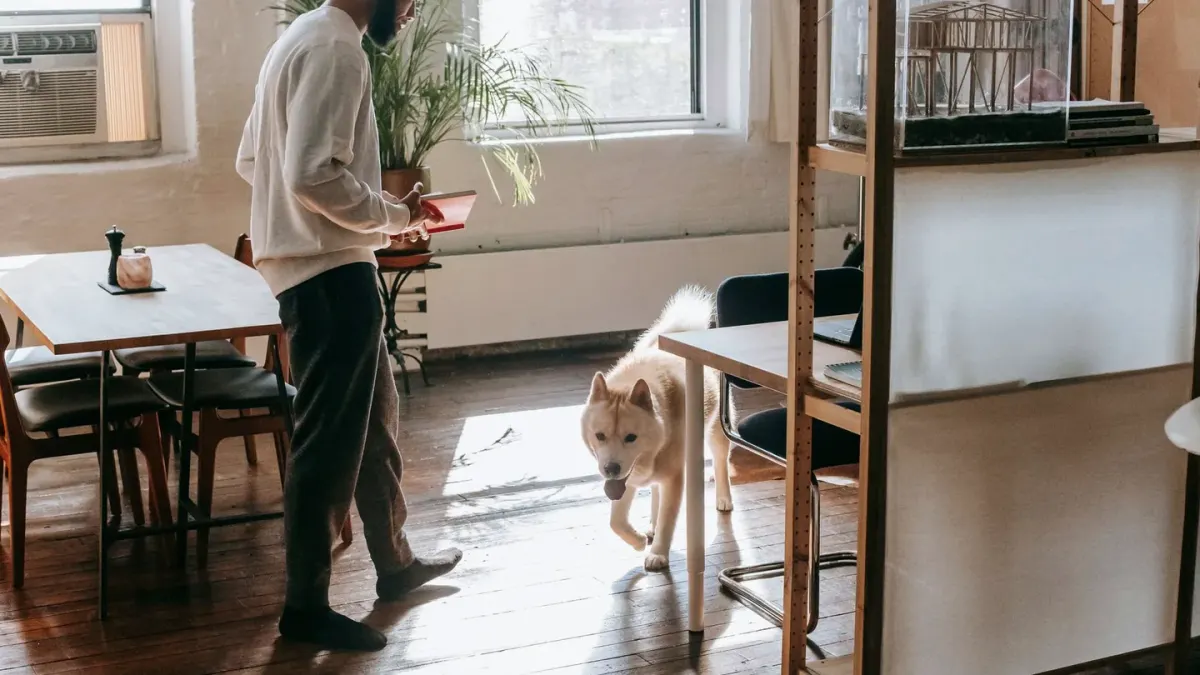 Dog in a kitchen with an owner