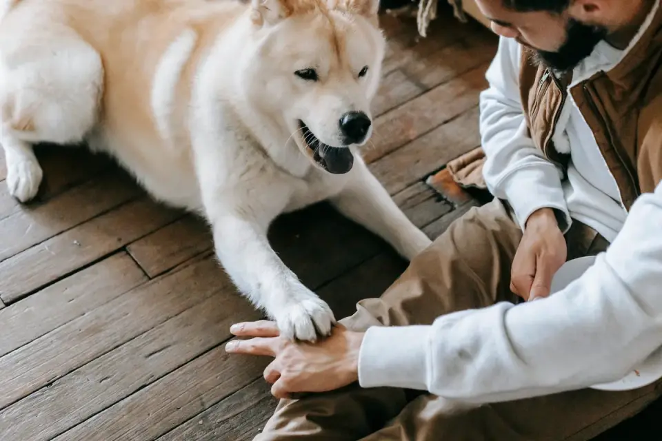 Dog in a kitchen with an owner