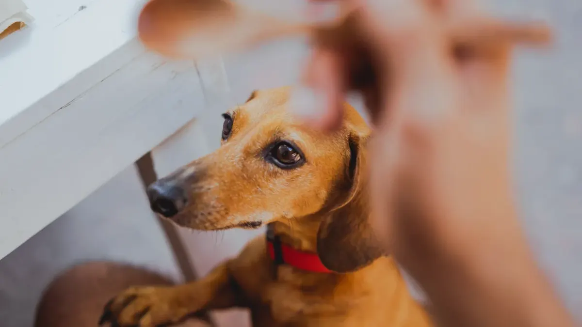 Dog in a kitchen with an owner