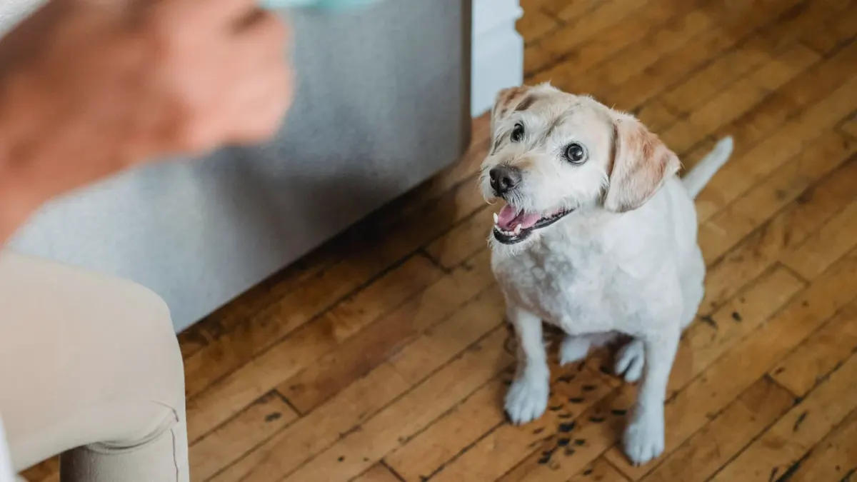 Dog in a kitchen with an owner