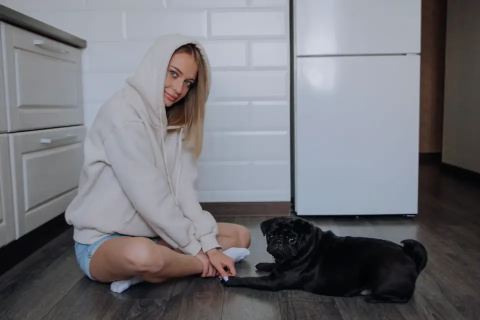 Dog in a kitchen with an owner