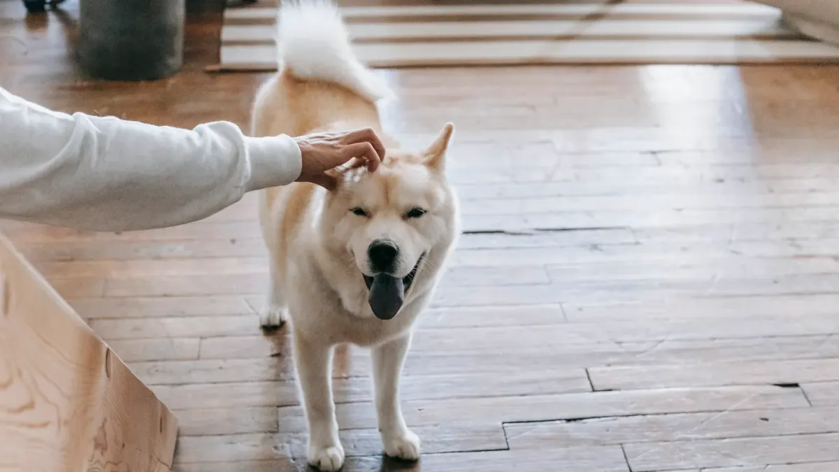 Dog in a kitchen with an owner