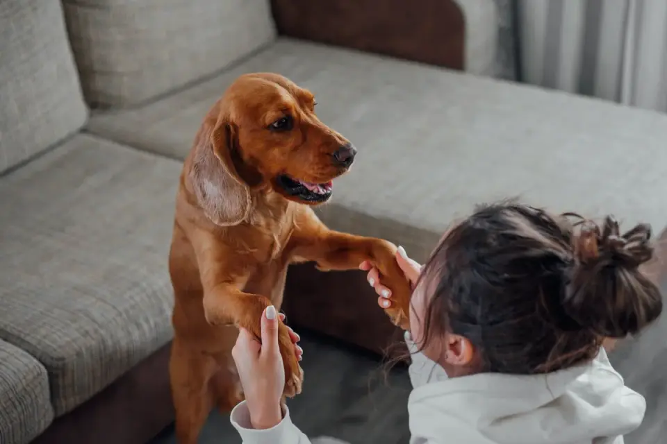 Dog in a kitchen with an owner