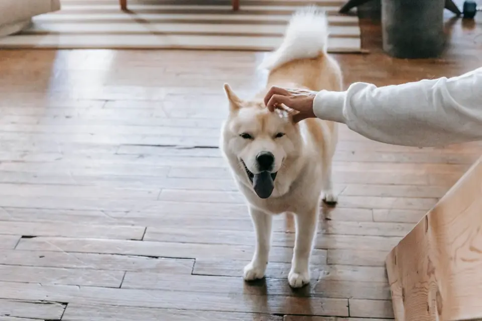 Dog in a kitchen with an owner
