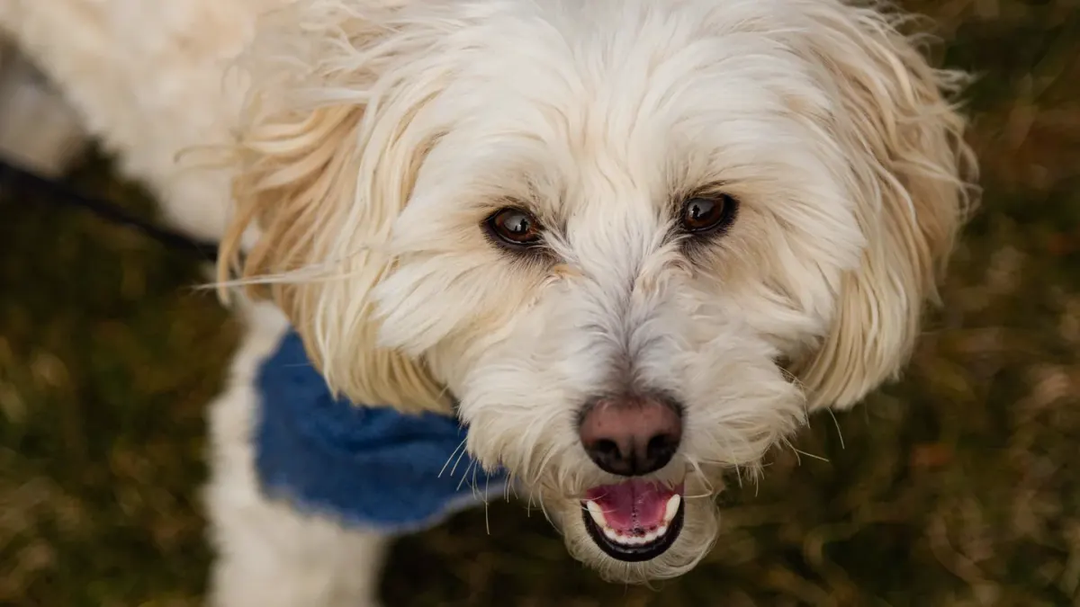 Dog looking at an owner