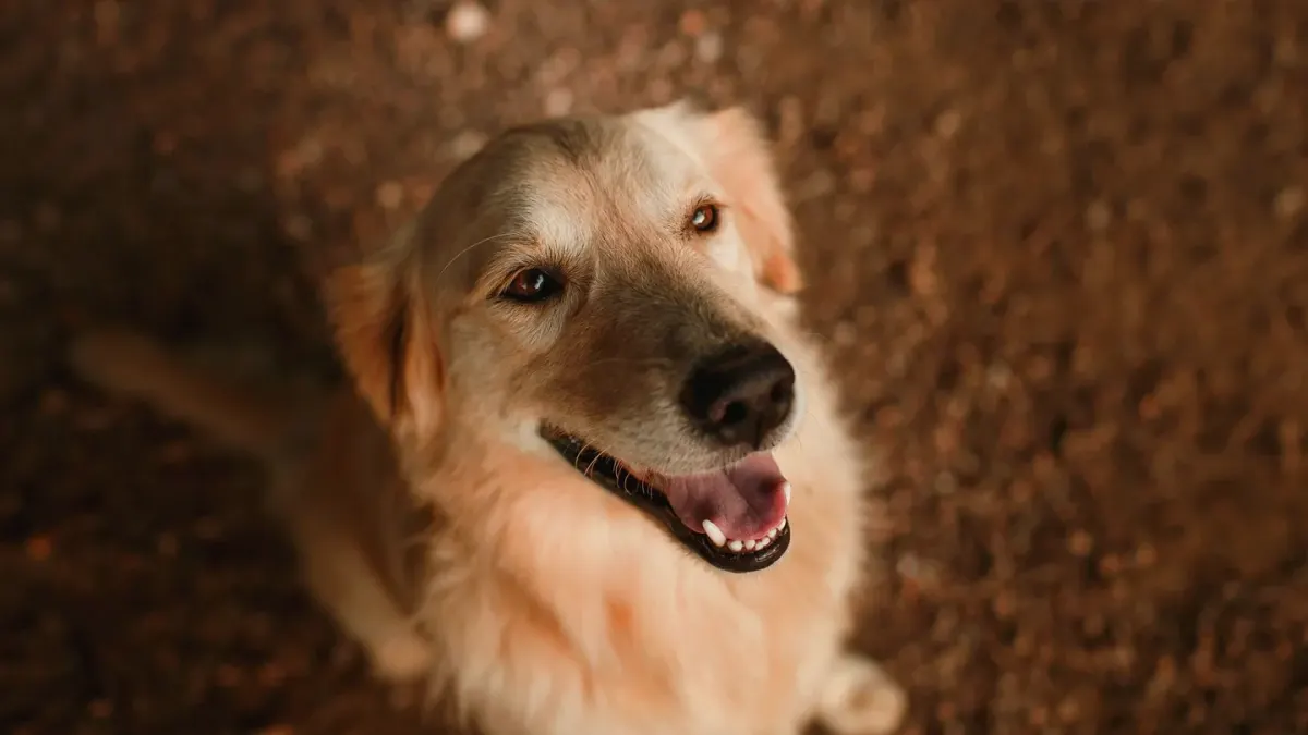 Dog looking at an owner