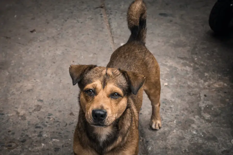 Dog looking at an owner