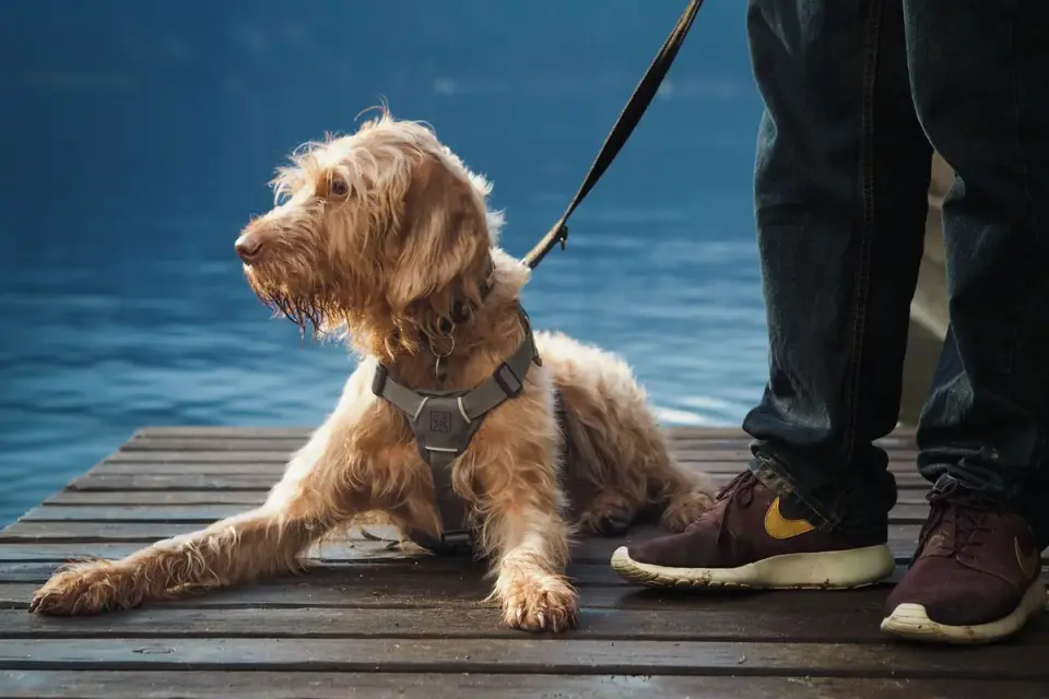 Dog looking at an owner