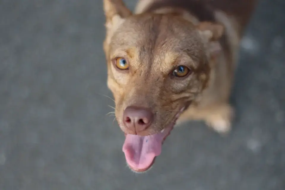 Dog looking at an owner