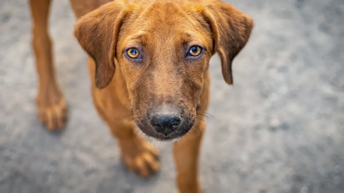 Dog looking at an owner