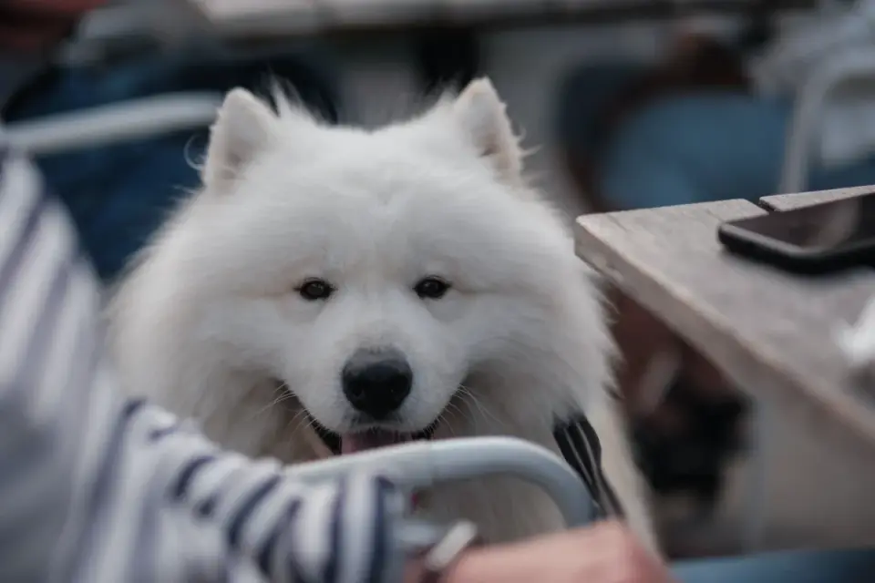 Dog looking at an owner