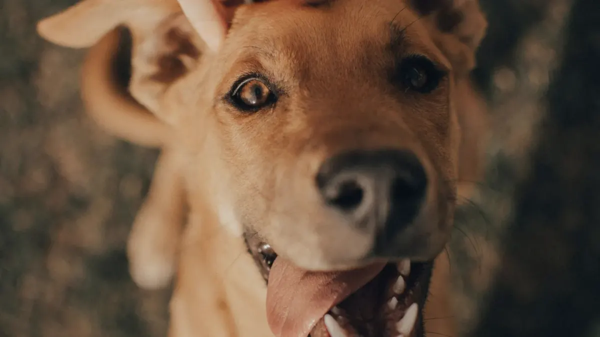 Dog looking at an owner