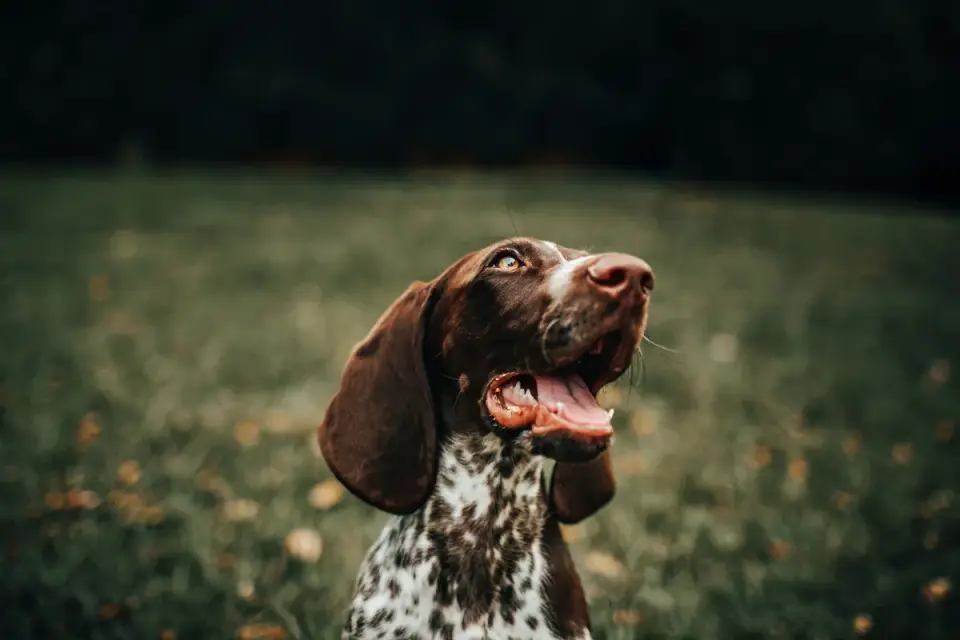 Dog looking at an owner