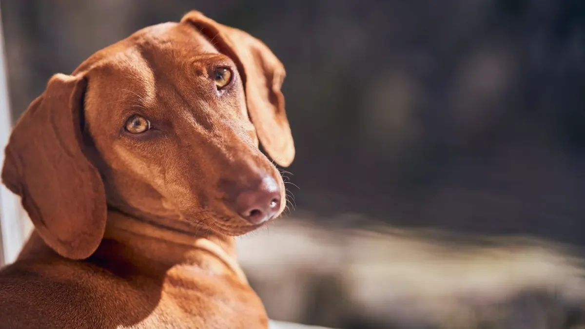 Dog looking at an owner