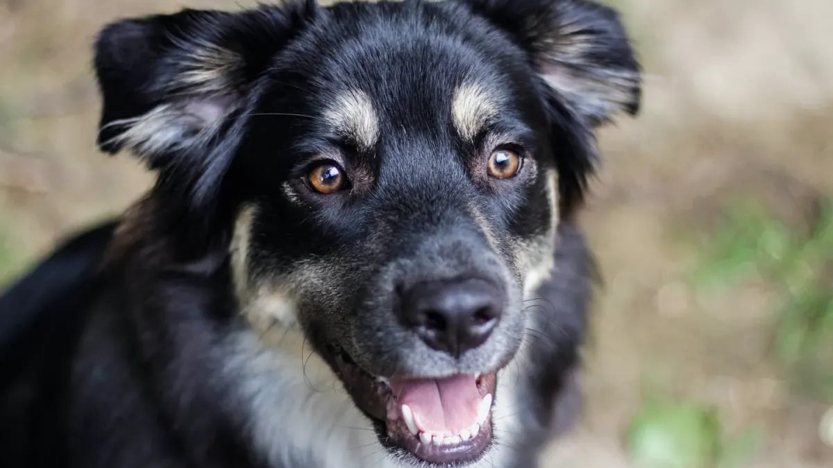 Dog looking at an owner