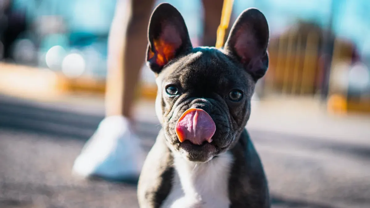 Dog looking at an owner