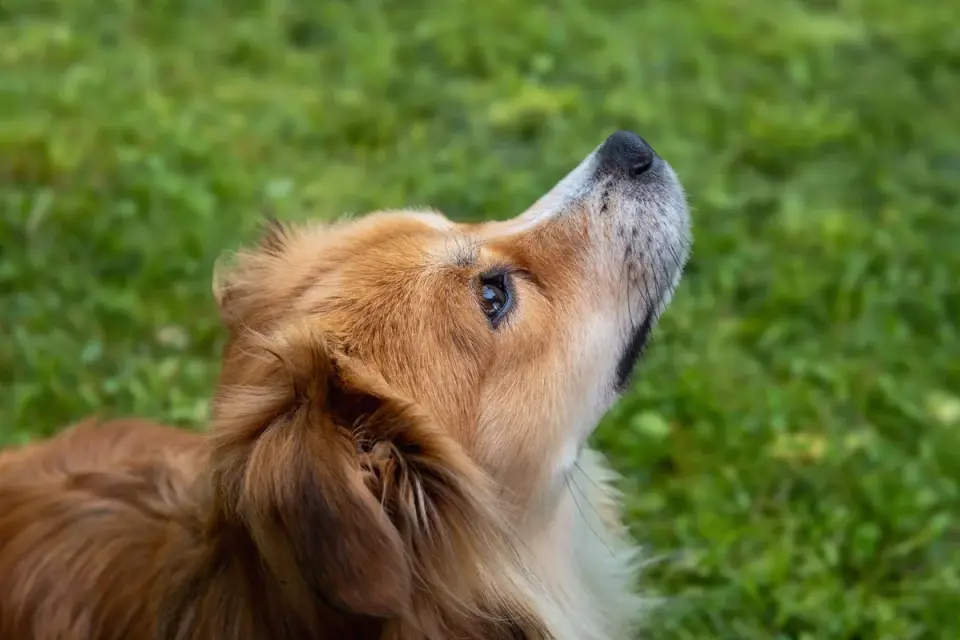 Dog looking at an owner