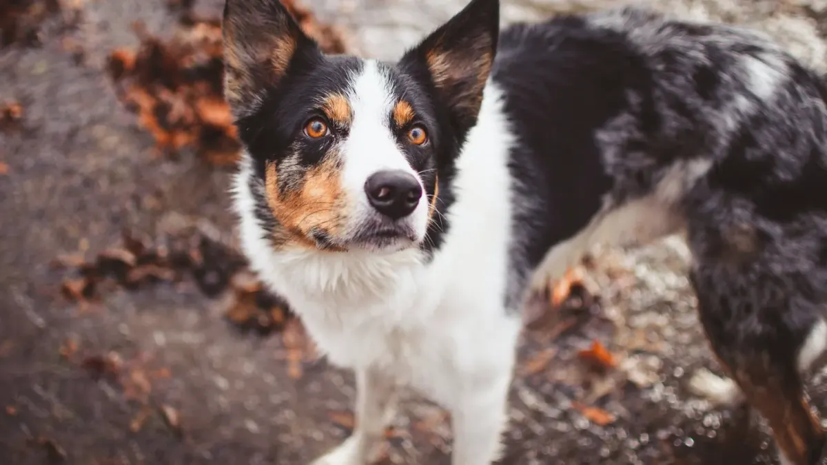 Dog looking at an owner