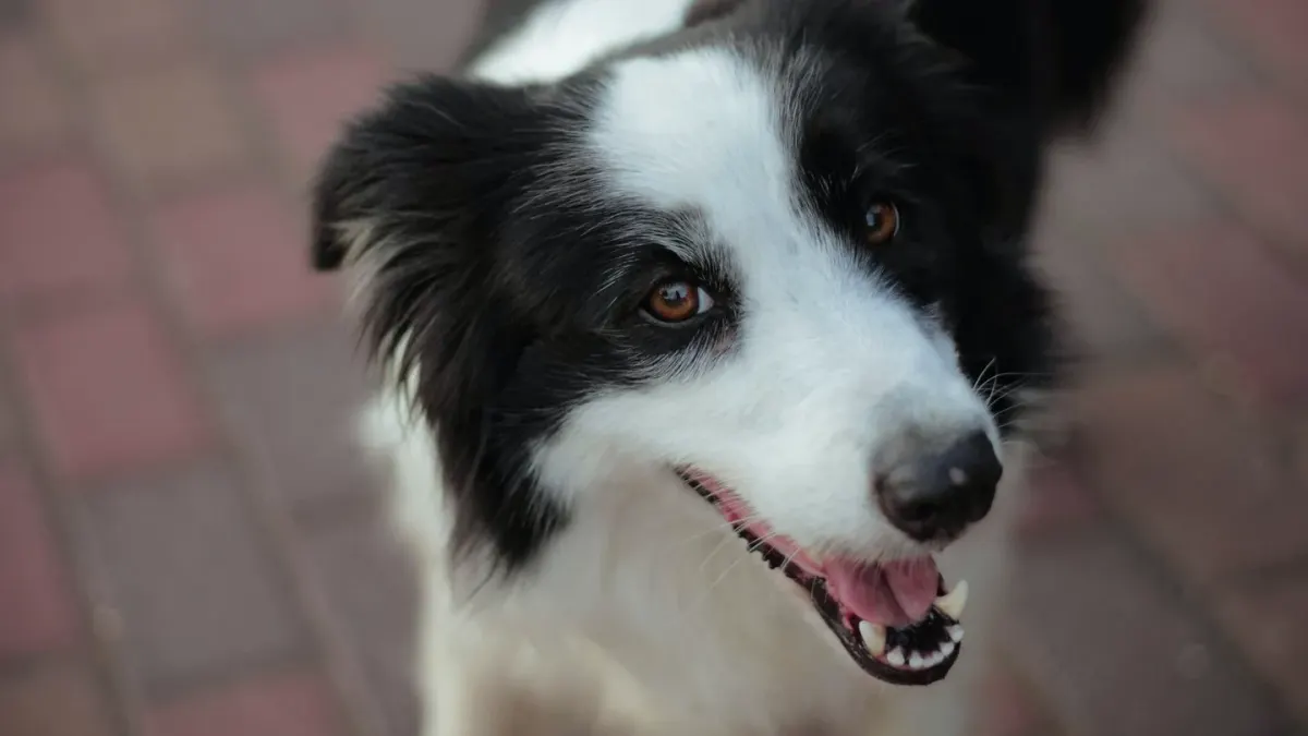 Dog looking at an owner
