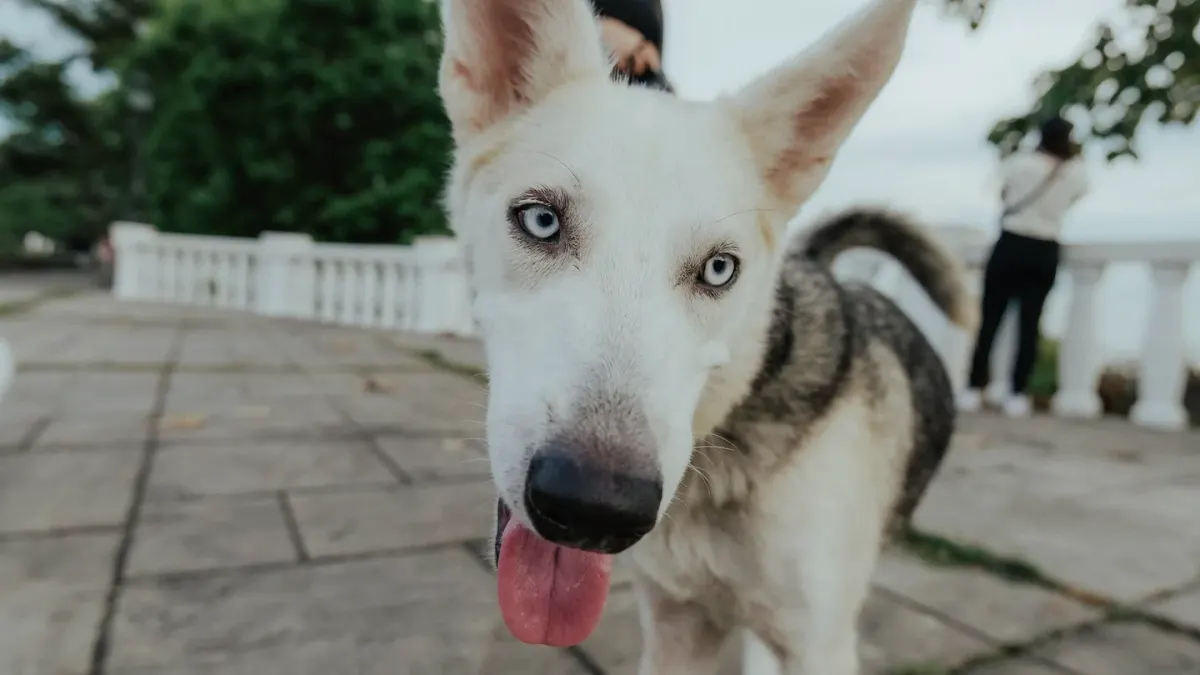 Dog looking at an owner