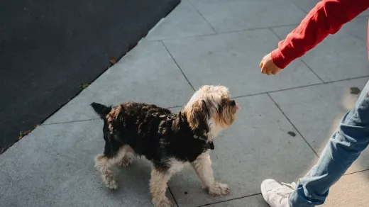 Dog looking at an owner