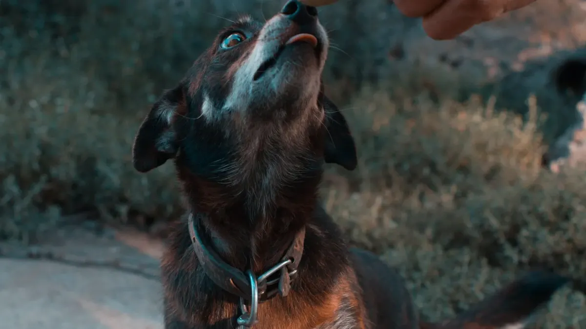 Dog looking at an owner