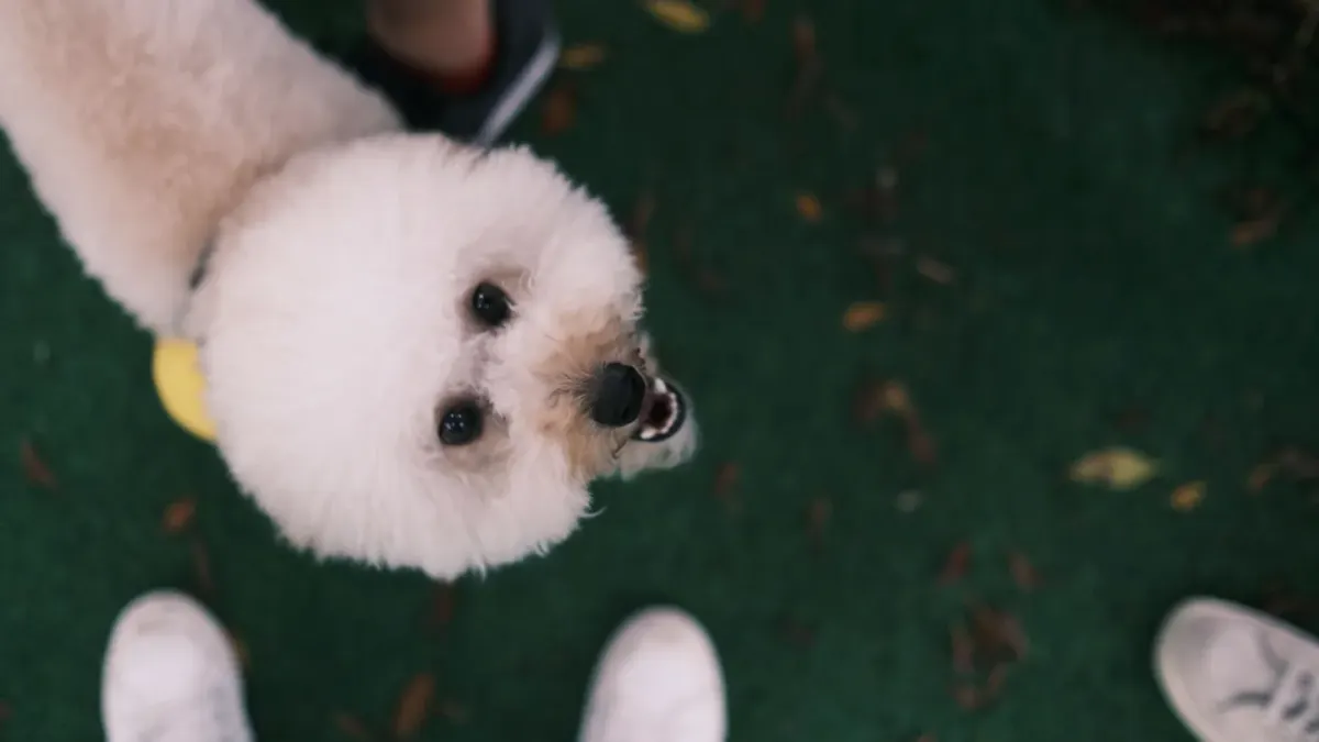 Dog looking at an owner