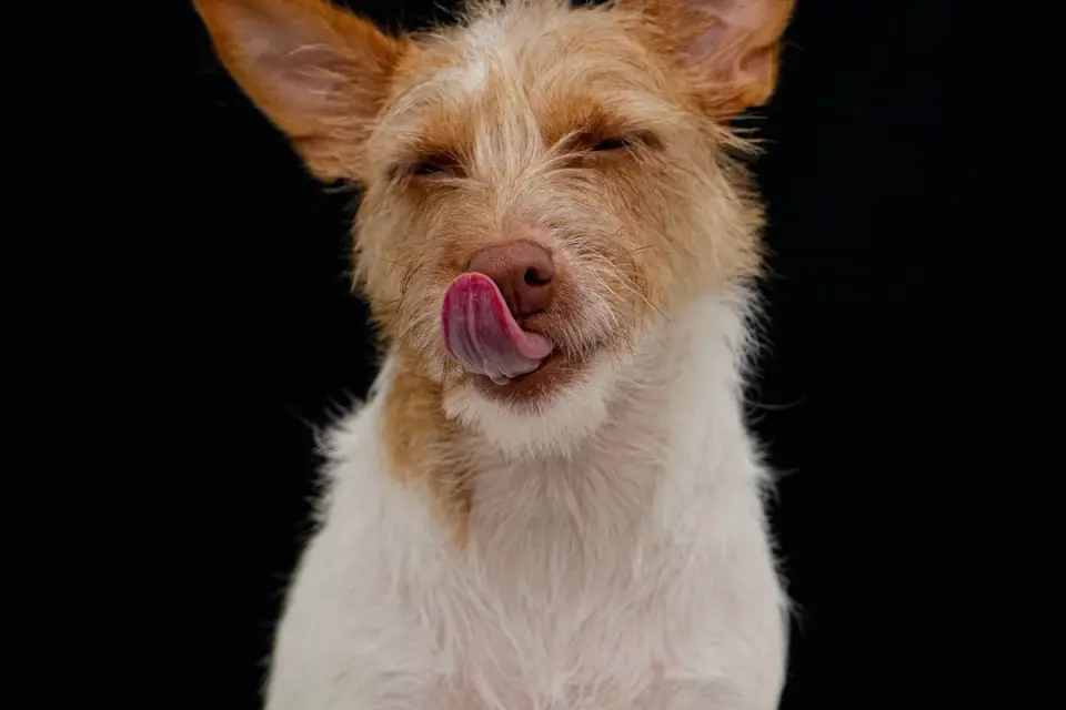 Dog looking at an owner