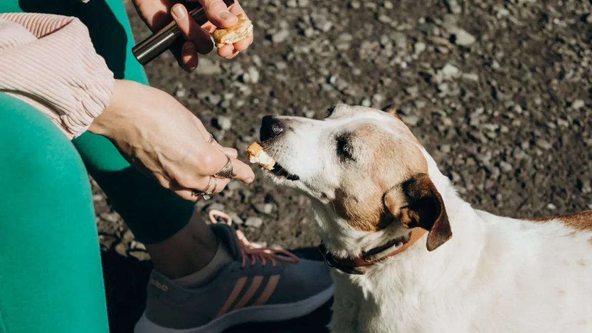 Dog owner comparing two differently sized bags of chews on a kitchen counter
