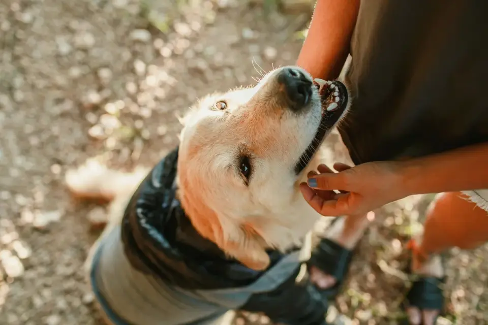 Dog owner handing a chew treat to a golden retriever at home
