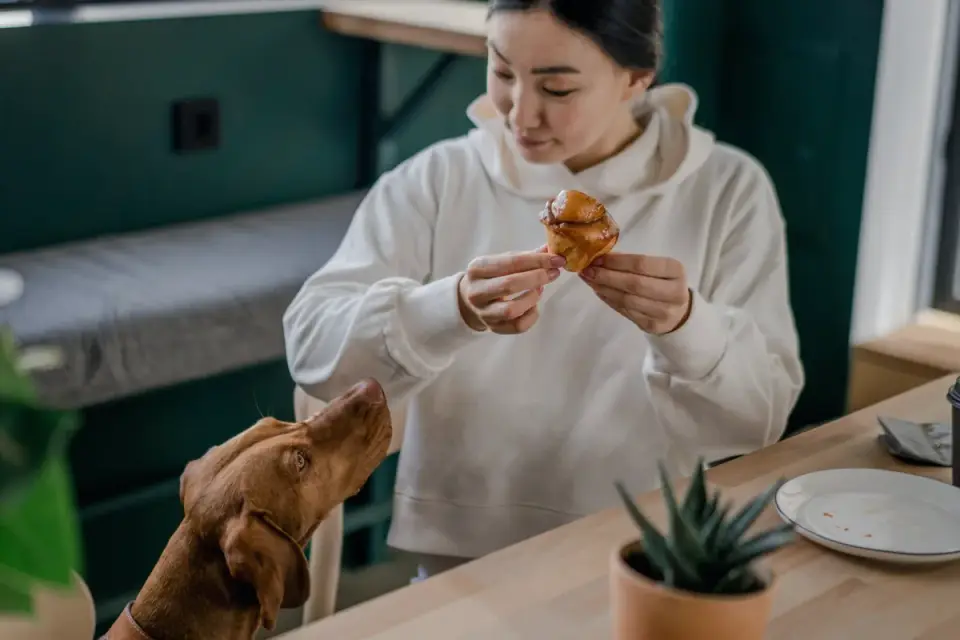 Dog owner preparing a meal
