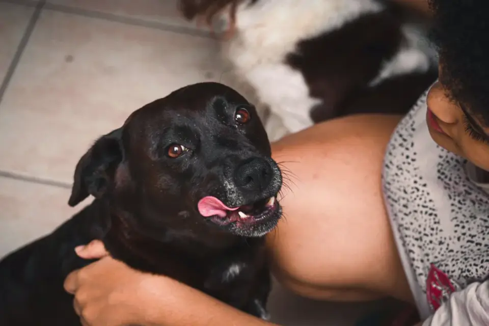 Dog owner preparing a meal
