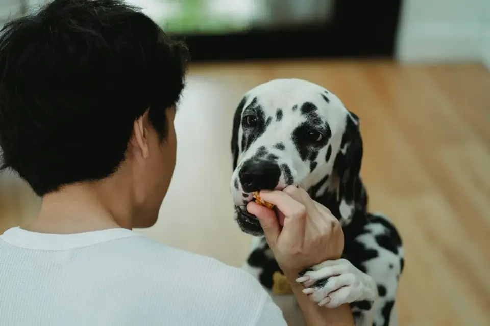 Dog owner preparing a meal
