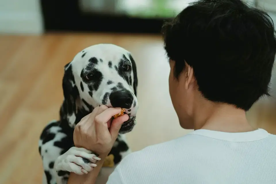 Dog owner preparing a meal