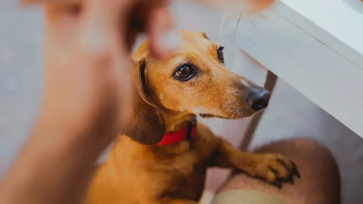 Dog owner preparing a meal