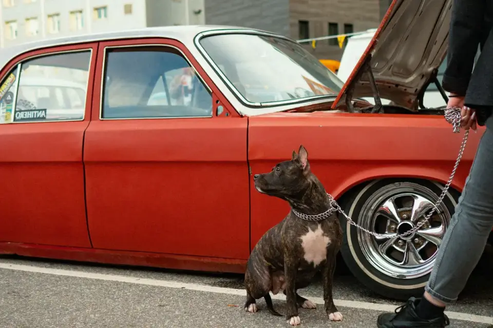 Dog pausing at the open tailgate of an SUV before jumping in