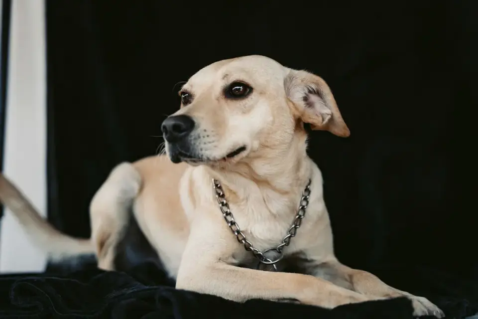 Dog portrait
