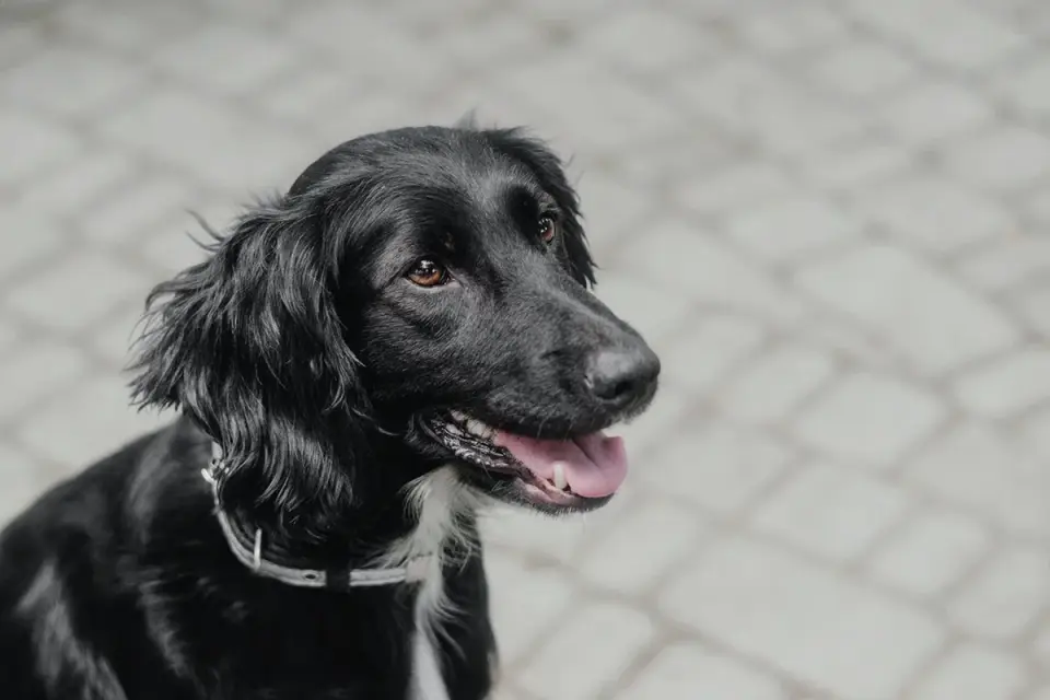 Dog portrait