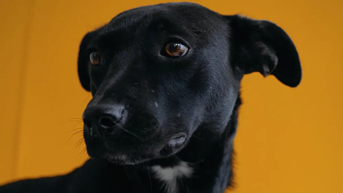 Dog portrait