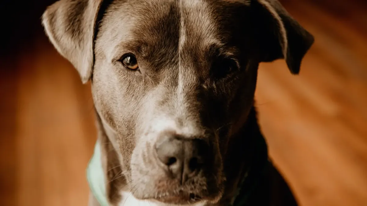 Dog portrait