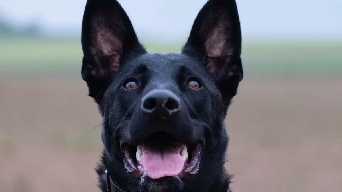 Dog portrait