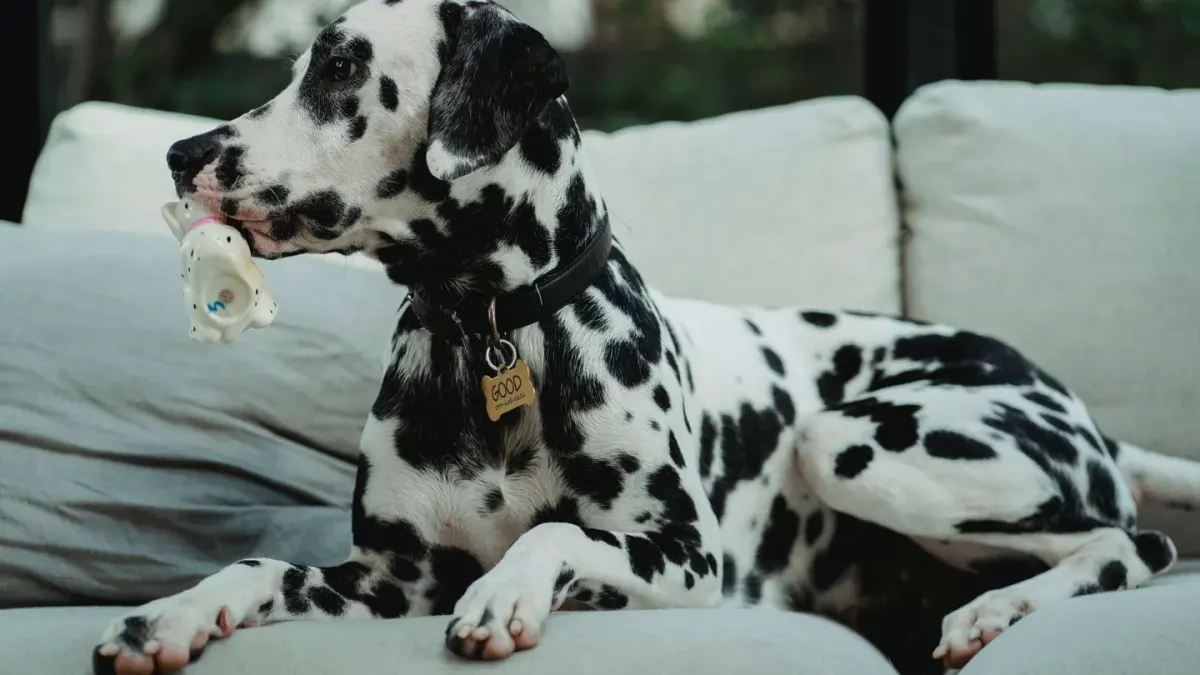 Dog resting at home