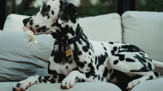 Dog resting at home