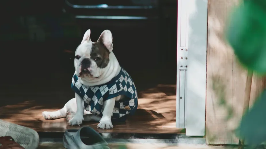 Dog resting at home