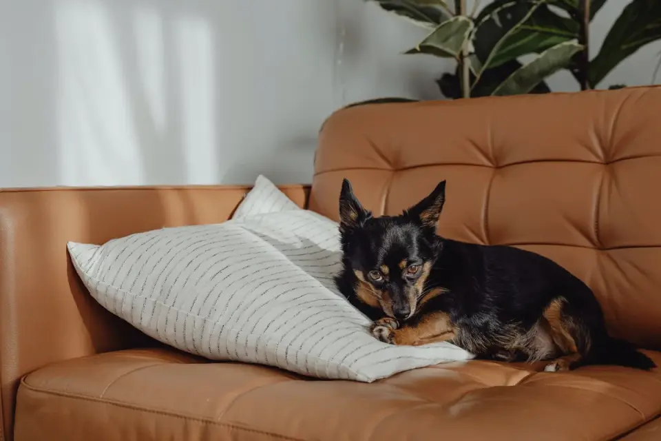 Dog resting at home