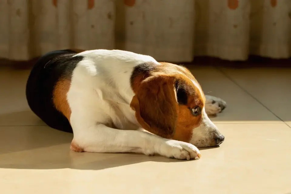 Dog resting at home