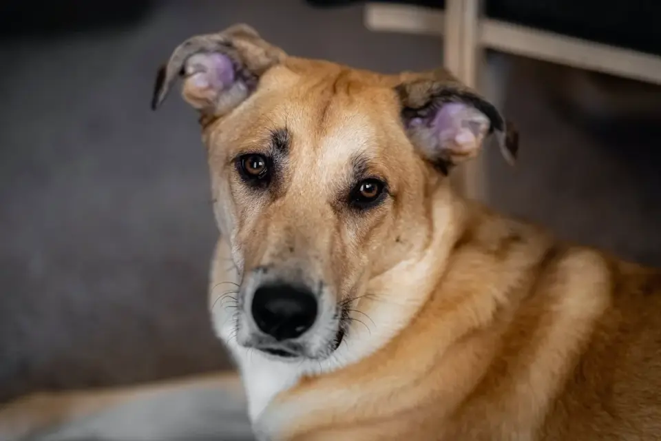 Dog resting at home