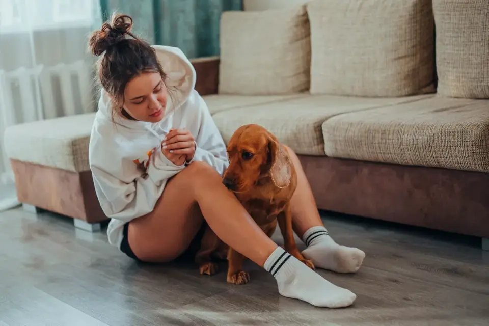 Dog resting beside an owner